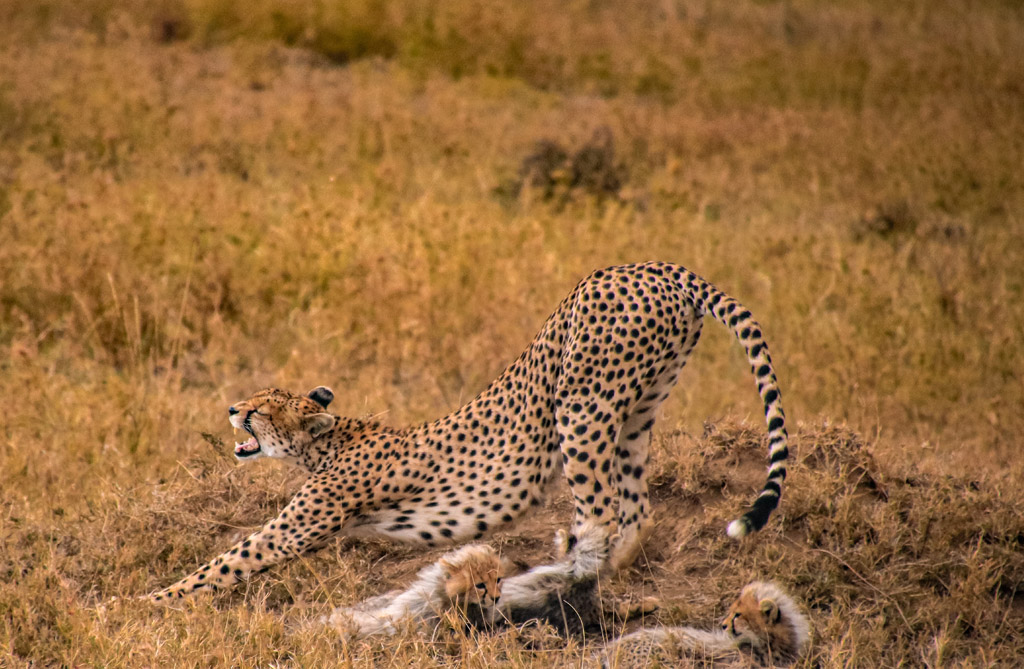 10 DAYS WILDBEEST SAFARIS