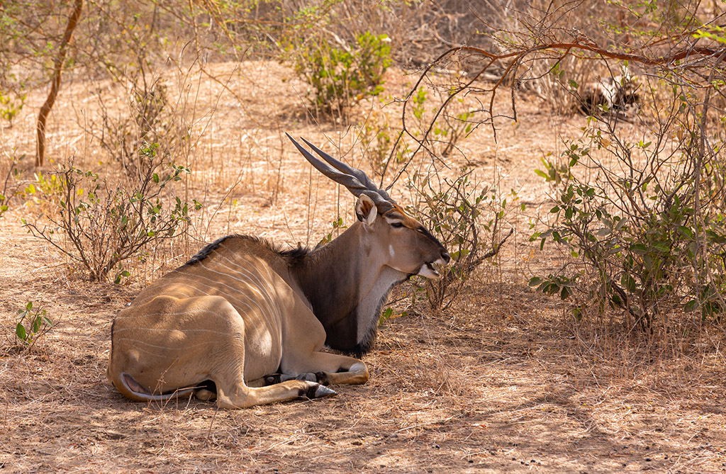 11 DAYS TANZANIA SAFARIS BEACH &HOLIDAYS